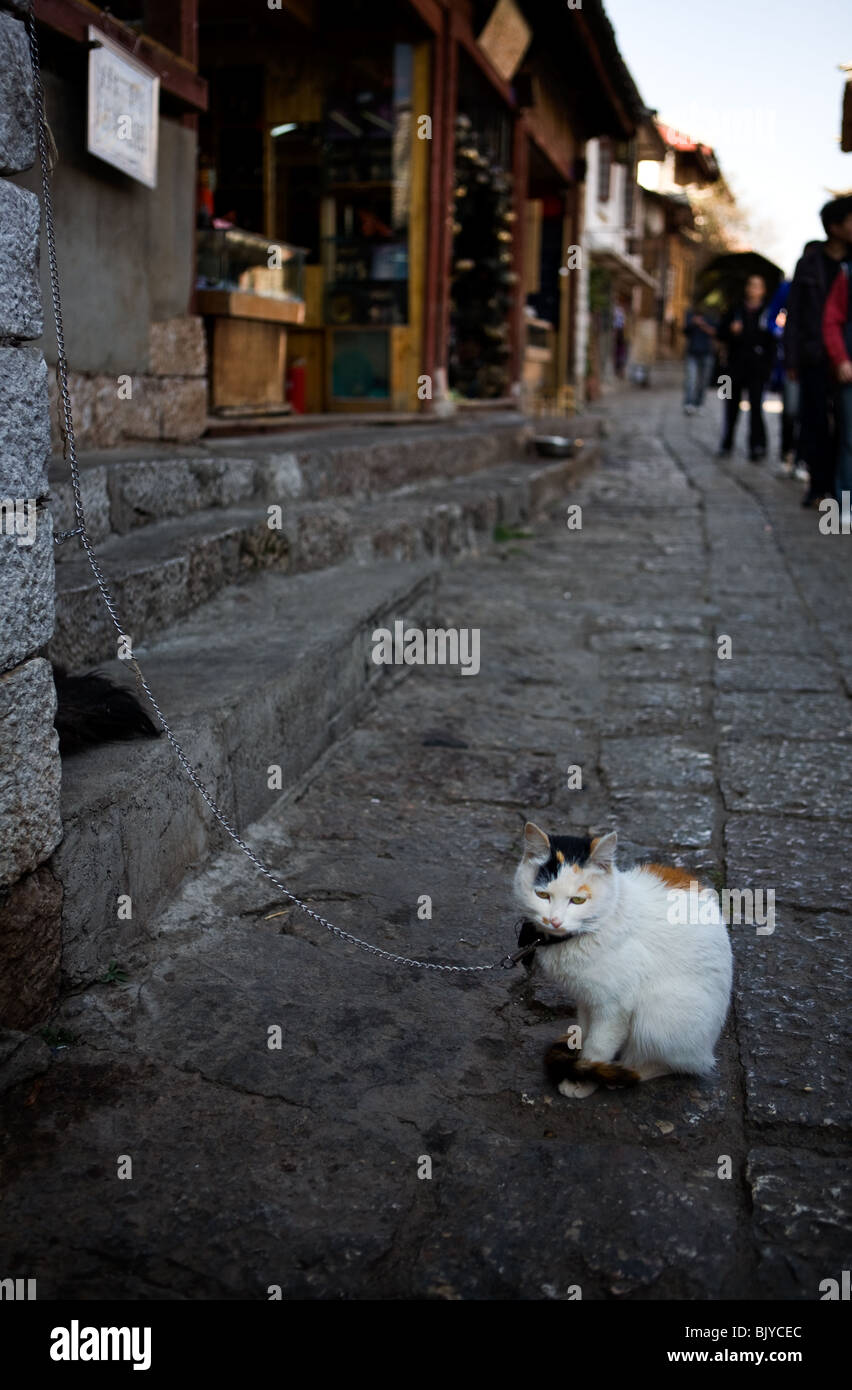Cat on a leash. Shangri La, Yunnan, China. Stock Photo