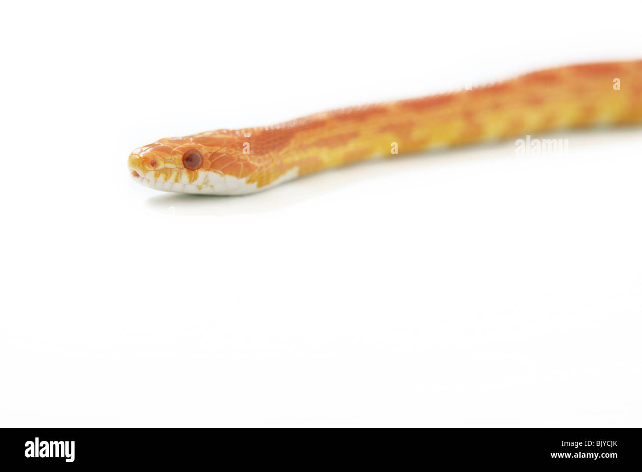 Corn snake photographed on a white background Stock Photo