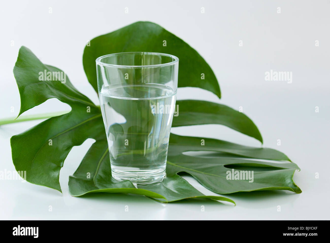 A glass of water and big green leaf Stock Photo