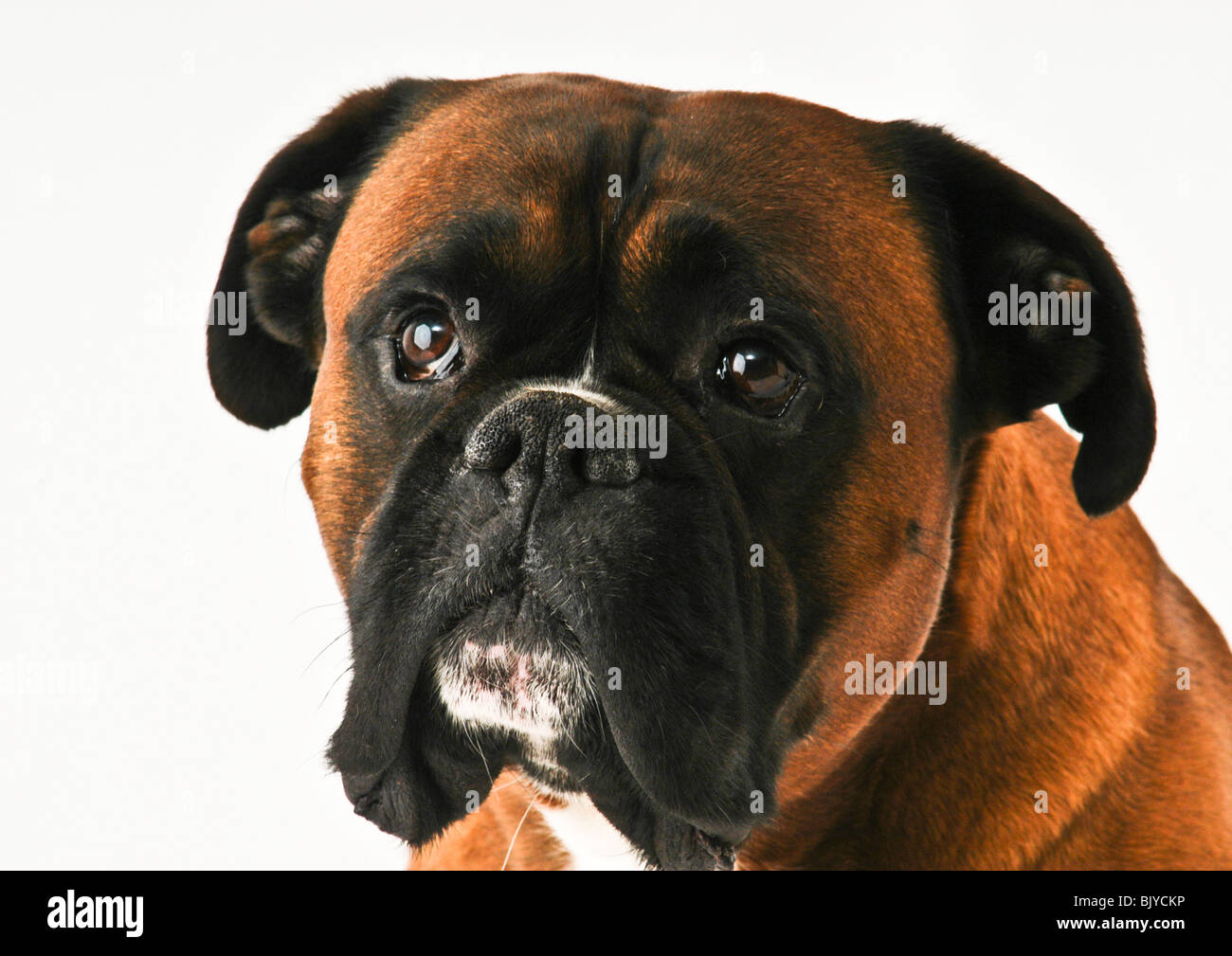 Head shot showing inquisitive playful facial expression of brown boxer dog  with black mask over face and eyes and white marking Stock Photo - Alamy