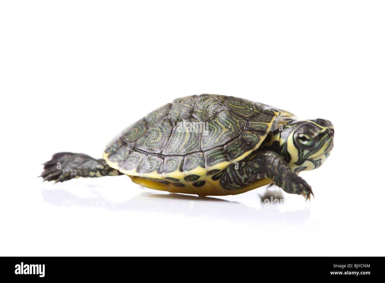 Turtle walking in front of a white background Stock Photo - Alamy