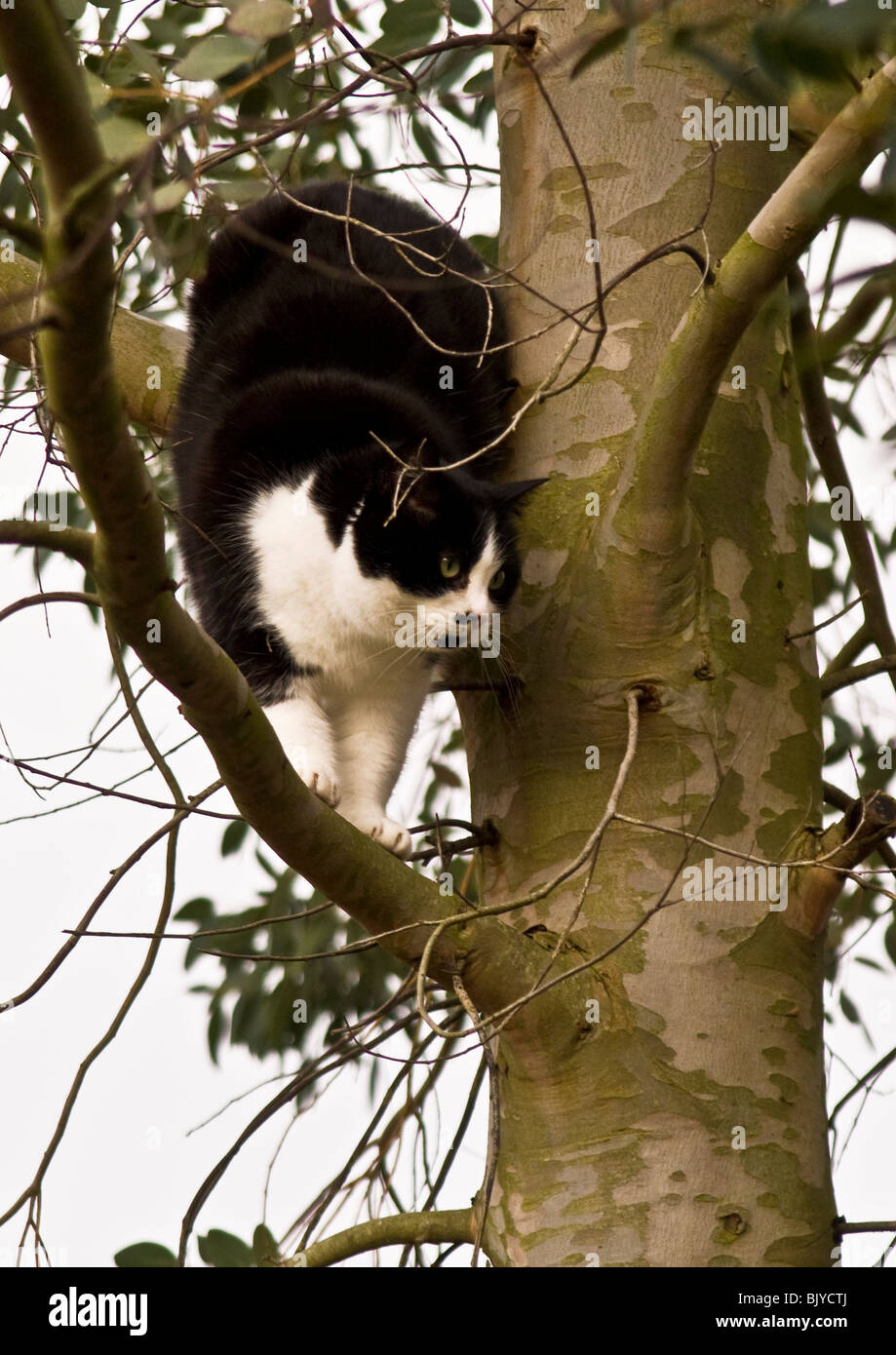 Black cat hunting hi-res stock photography and images - Alamy