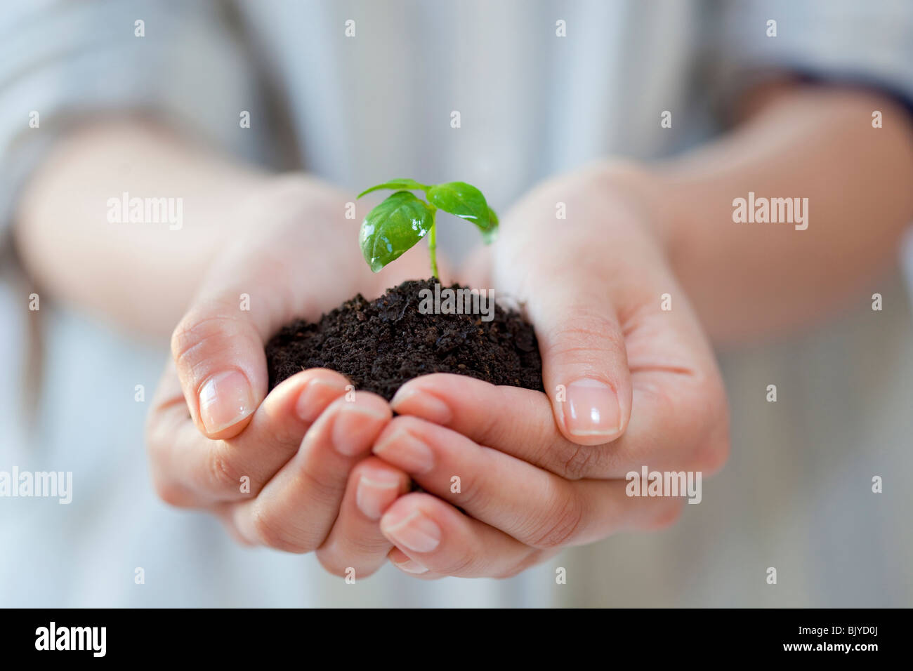 Hands of a woman holding a plant Stock Photo - Alamy