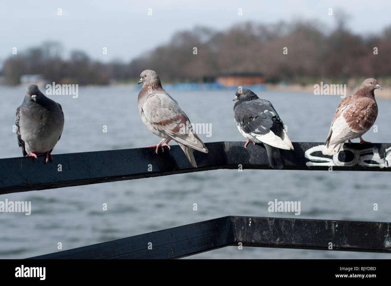 Four pigeons hi-res stock photography and images - Alamy
