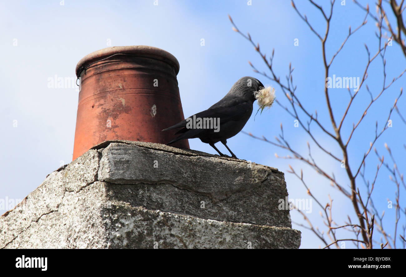 Jackdaw, Corvus monedula, on old chimney pot with nest material Stock Photo