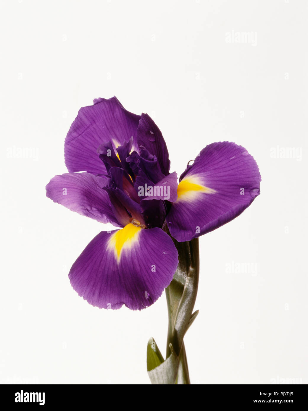 Siberian iris Stock Photo