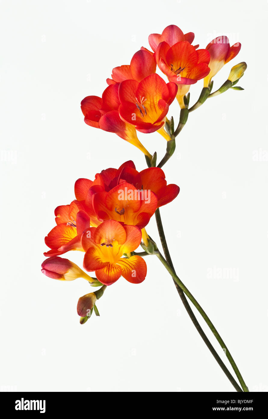 Red Freesia in bloom Stock Photo