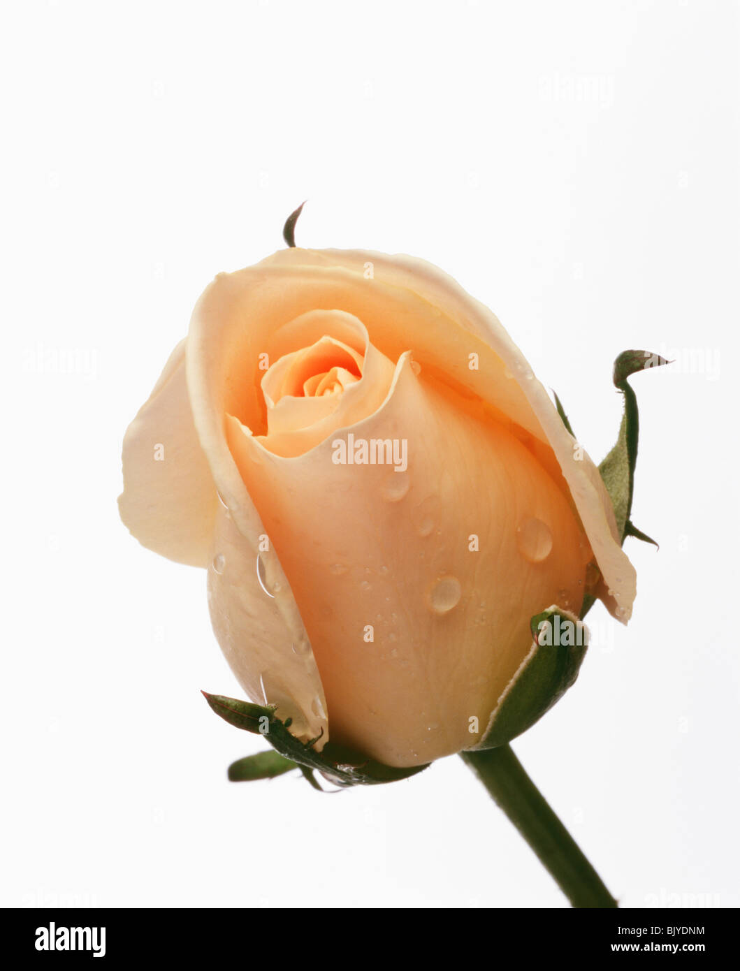Orange and white rose hi-res stock photography and images - Alamy