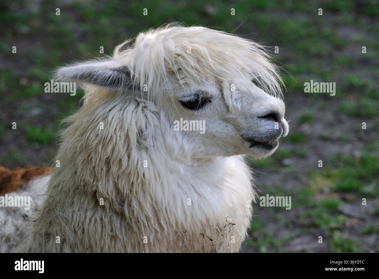 Alpaca (Vicugna pacos / Lama pacos) close up, native to South America Stock Photo