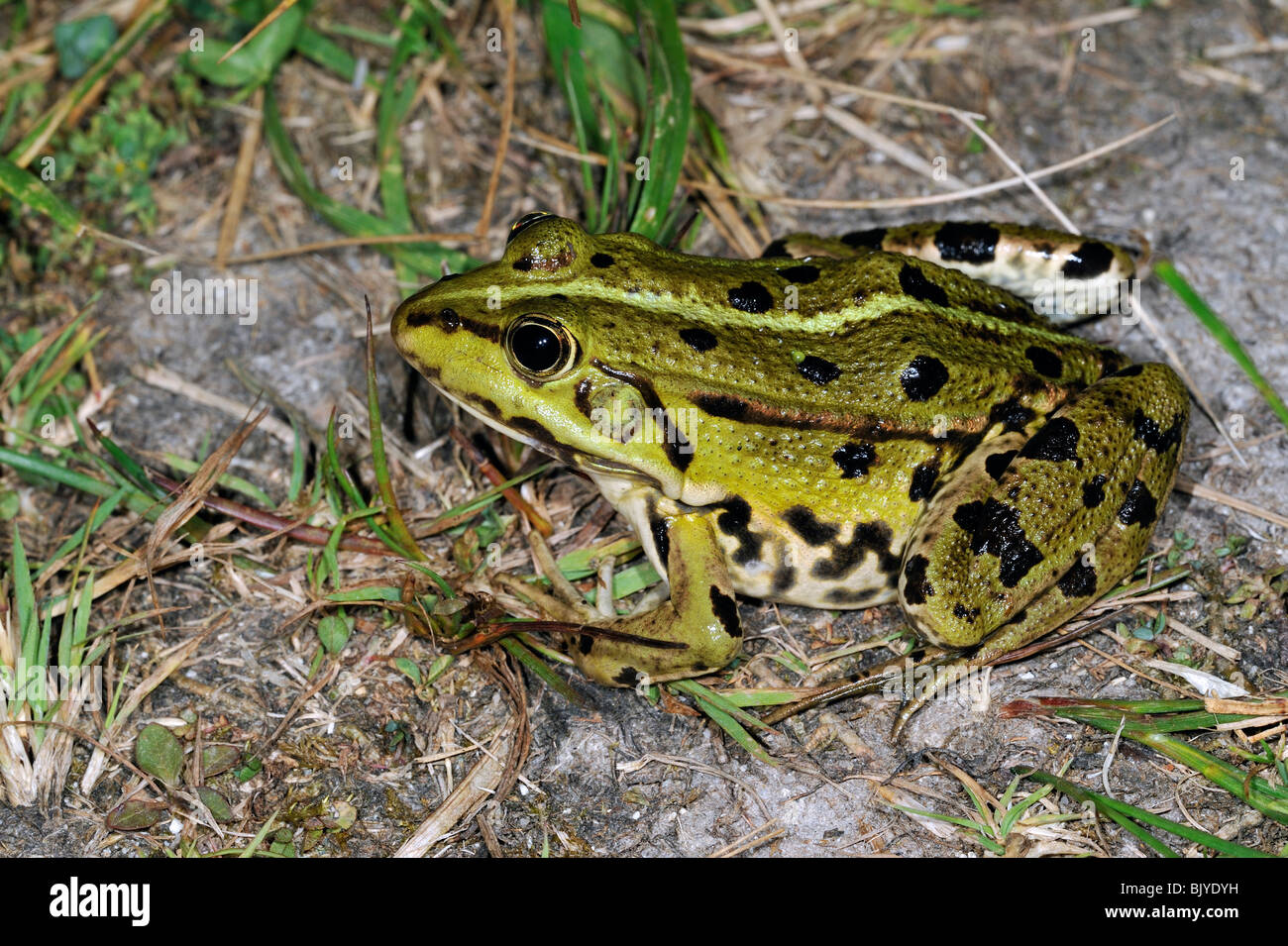 Edible frog (Pelophylax kl. esculentus / Rana kl. esculenta) on land along lake Stock Photo