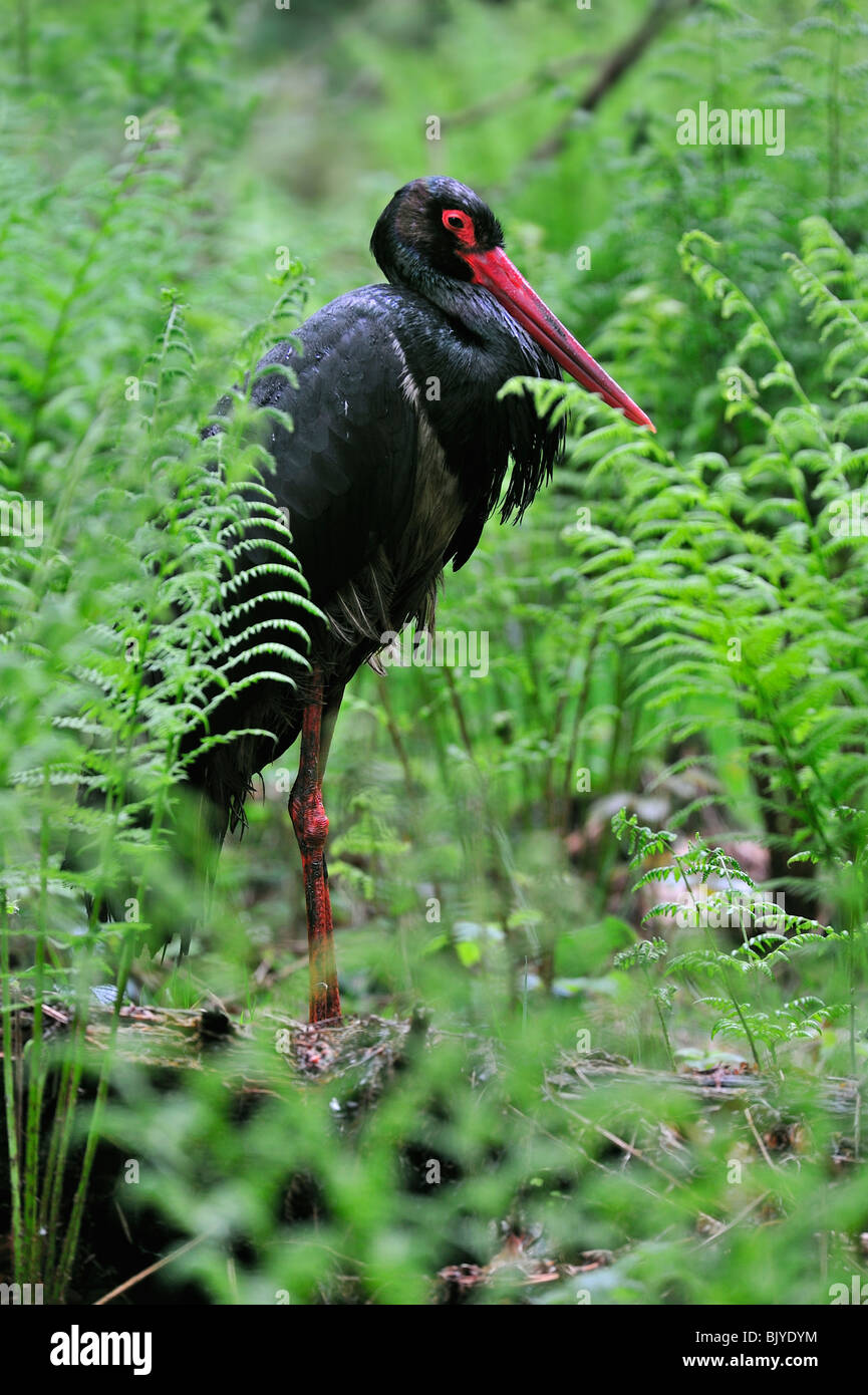 Black stork (Ciconia nigra) among ferns in forest Stock Photo