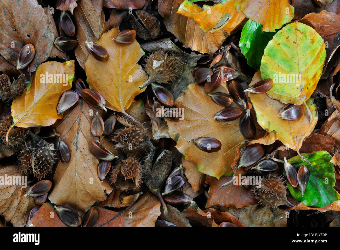 Beech leaves, cupules and nuts / seeds (Fagus sylvatica) on the forest floor in autumn, Belgium Stock Photo
