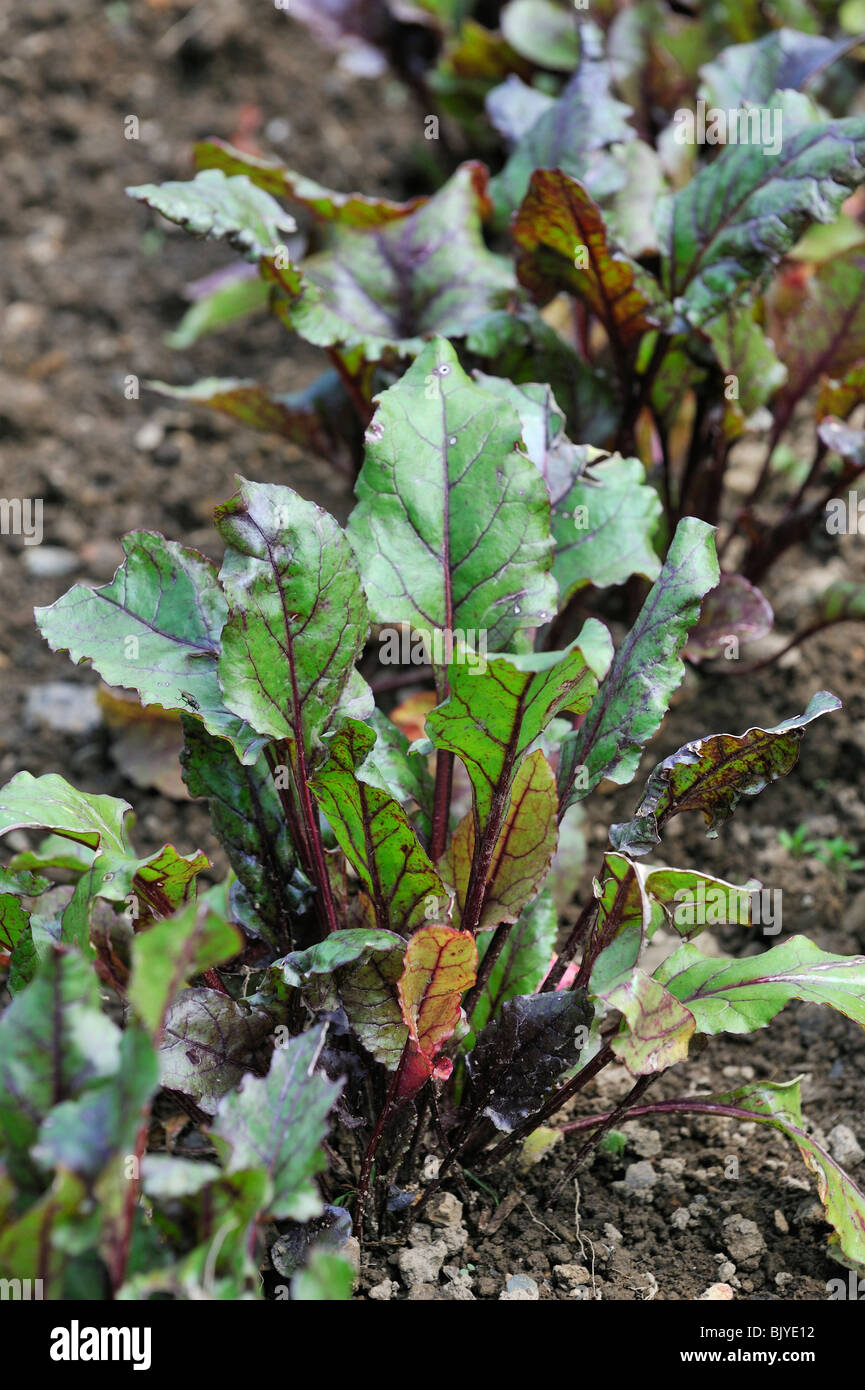 Beetroot / Garden beet (Beta vulgaris) in field, Belgium Stock Photo