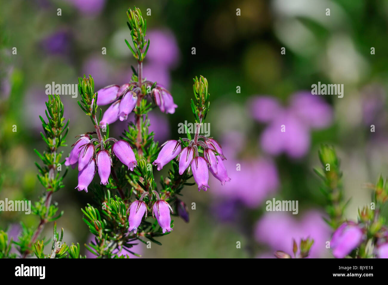 Bell heather / heather-bell (Erica cinerea) flowering Stock Photo