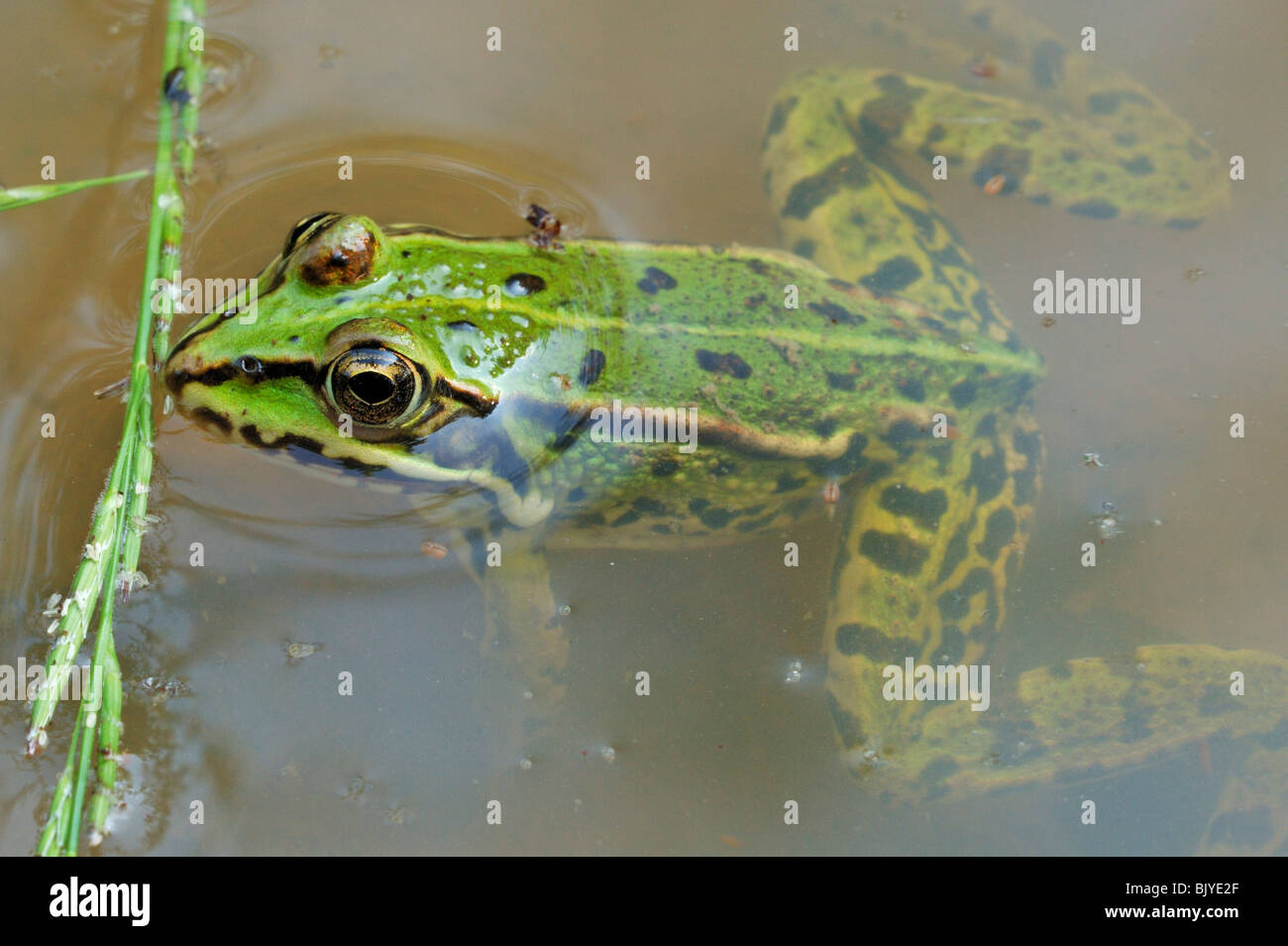 Edible frog (Pelophylax kl. esculentus / Rana kl. esculenta) floating in pond Stock Photo