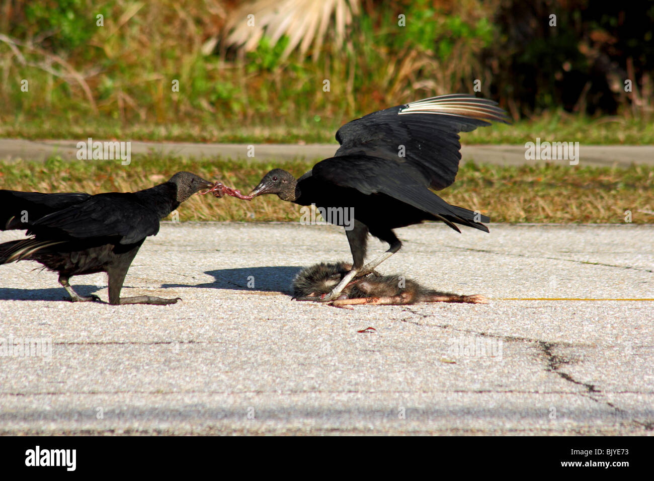 Two Black Vultures eating a road killed Possom Stock Photo