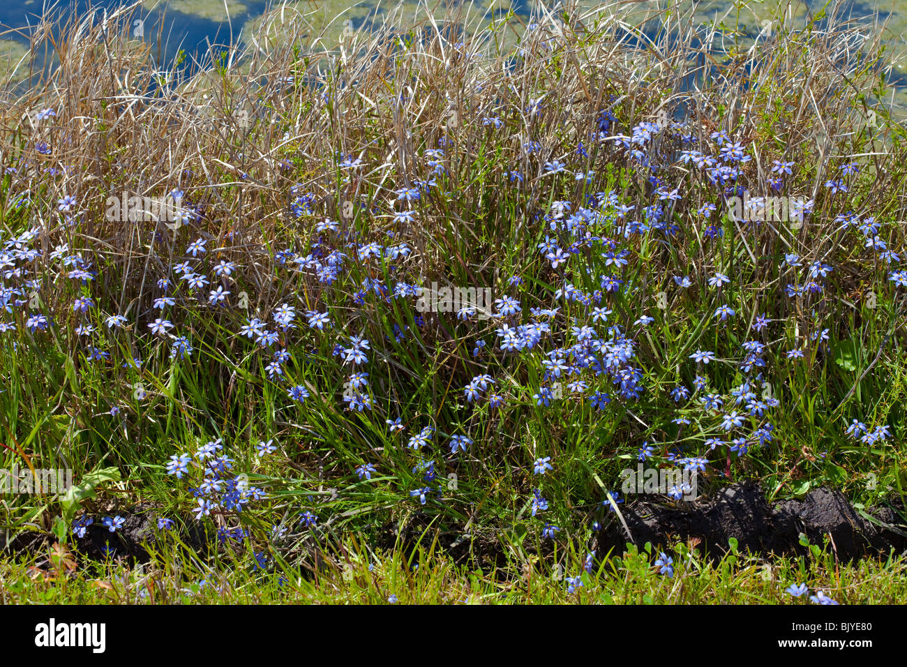 Blueeyed Grass, sisyrinchium augustifolium, Florida Stock Photo Alamy