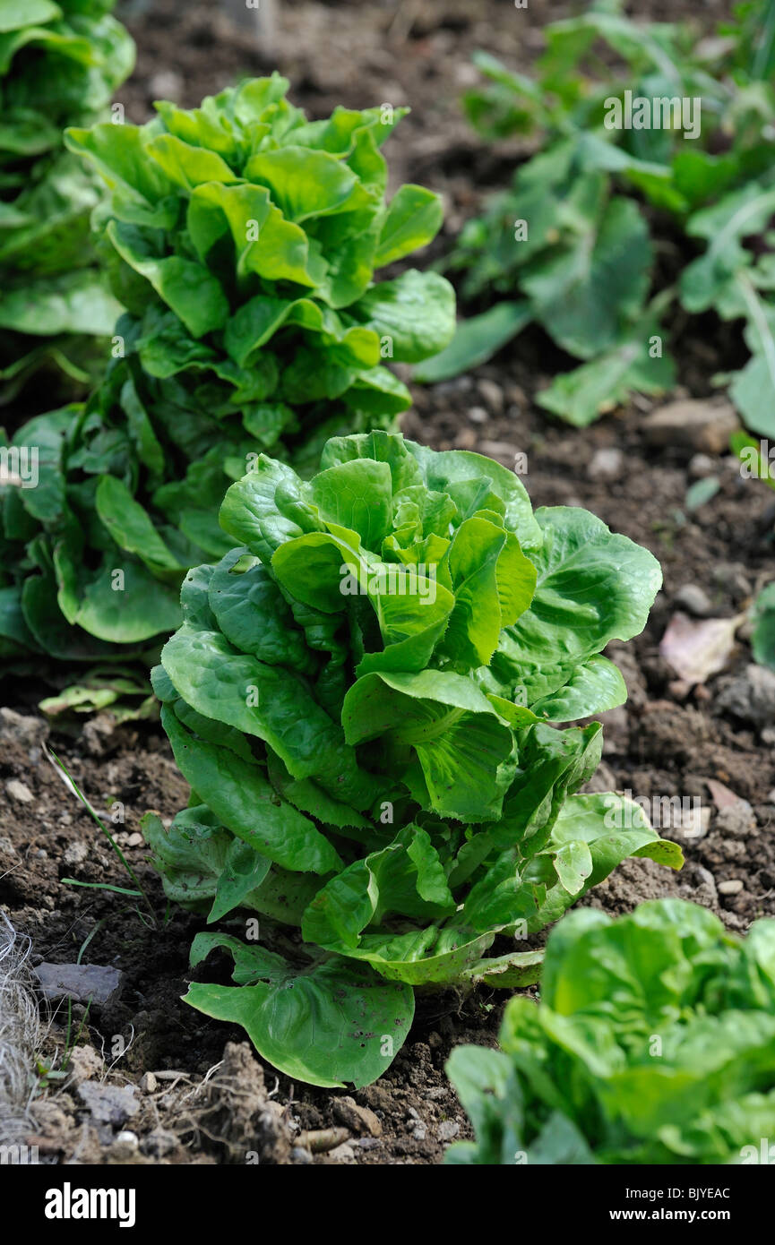 Lettuce (Lactuca sativa) in field, Belgium Stock Photo