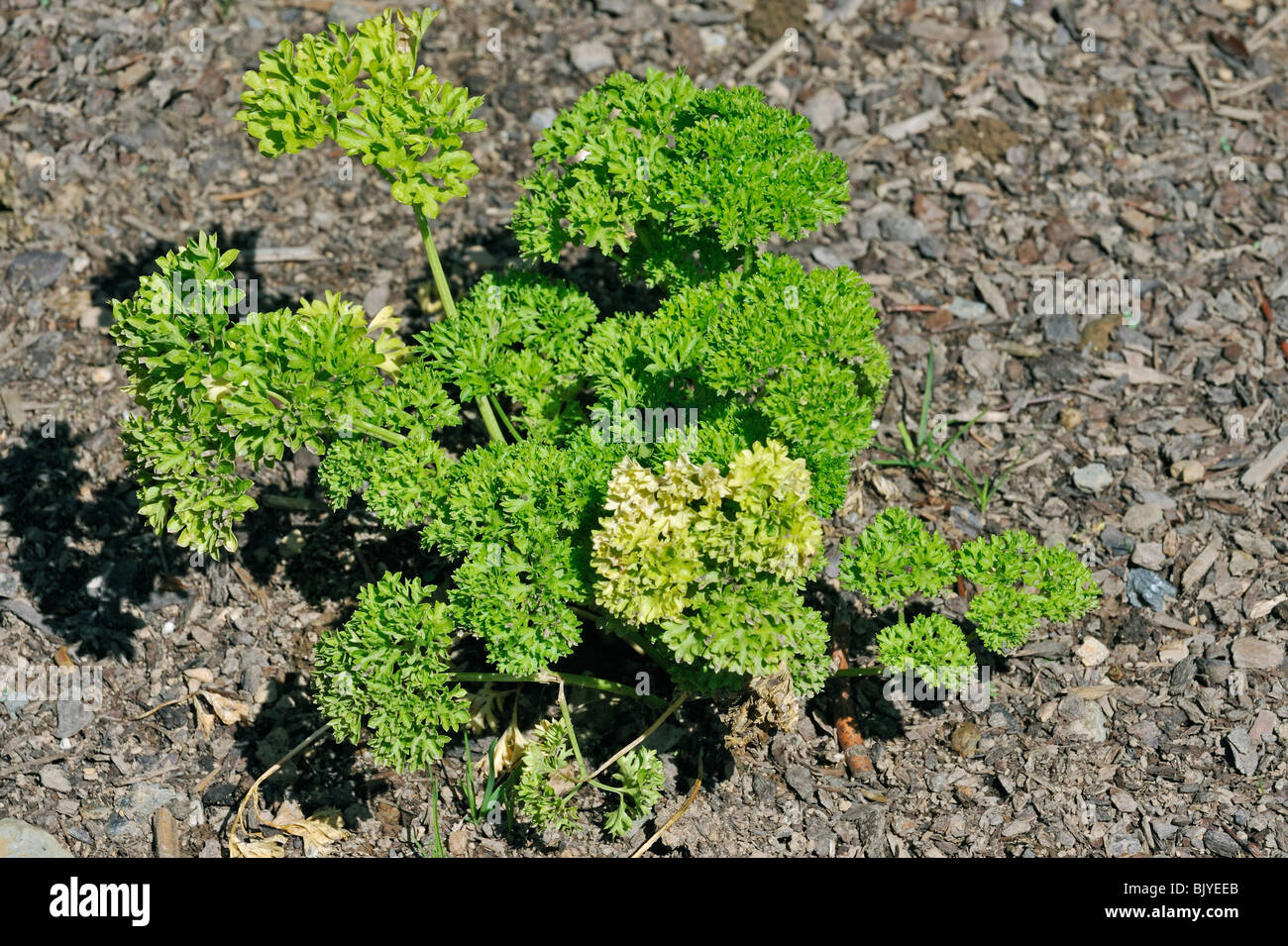 Parsley (Petroselinum crispum) in field, Belgium Stock Photo