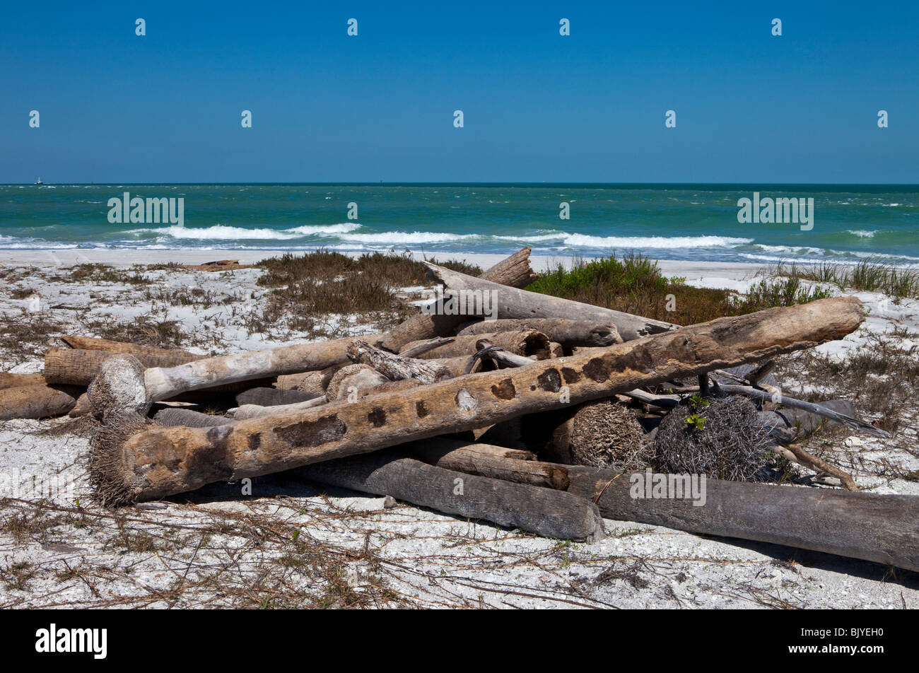 Driftwood, Egmont Key, Florida Stock Photo Alamy