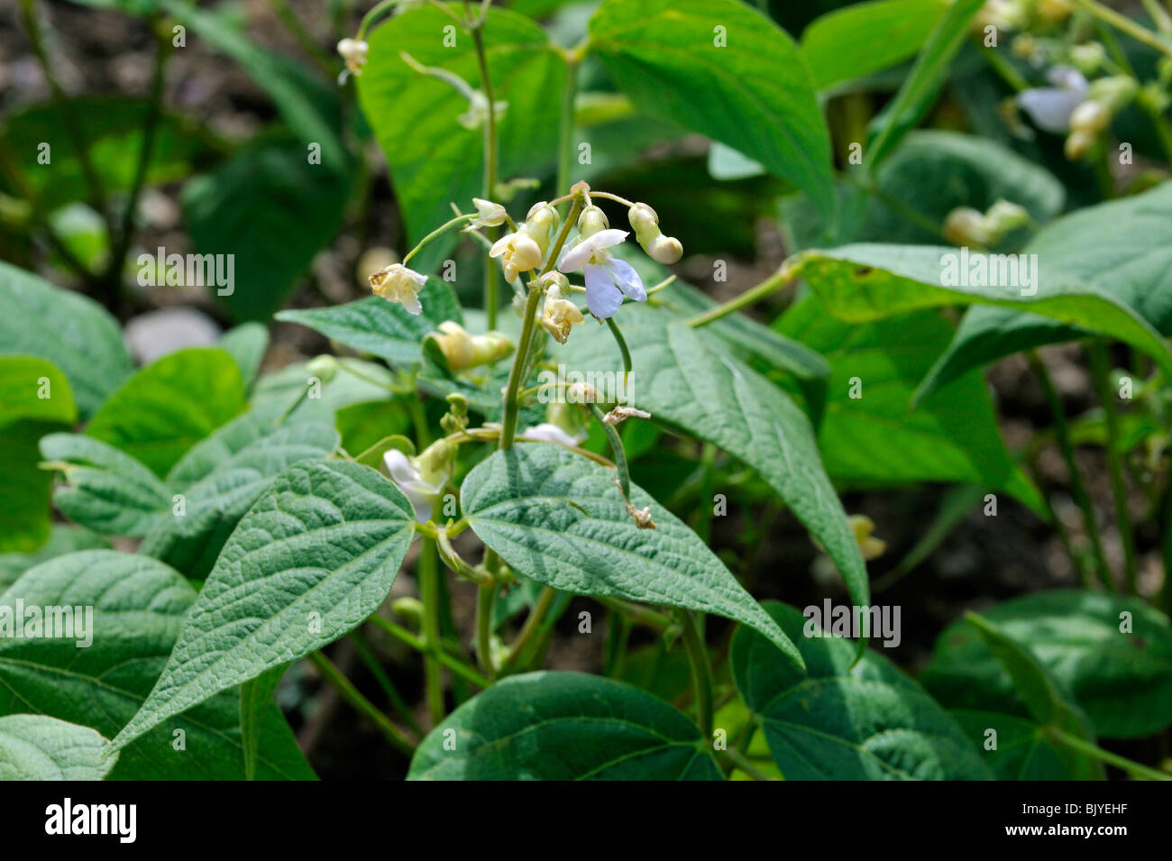 Common bean (Phaseolus vulgaris) in flower, Belgium Stock Photo