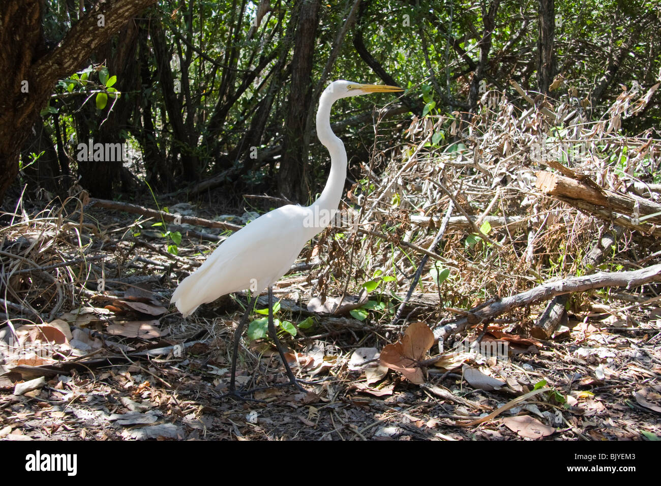 A Great (White) Egret at Key West Stock Photo
