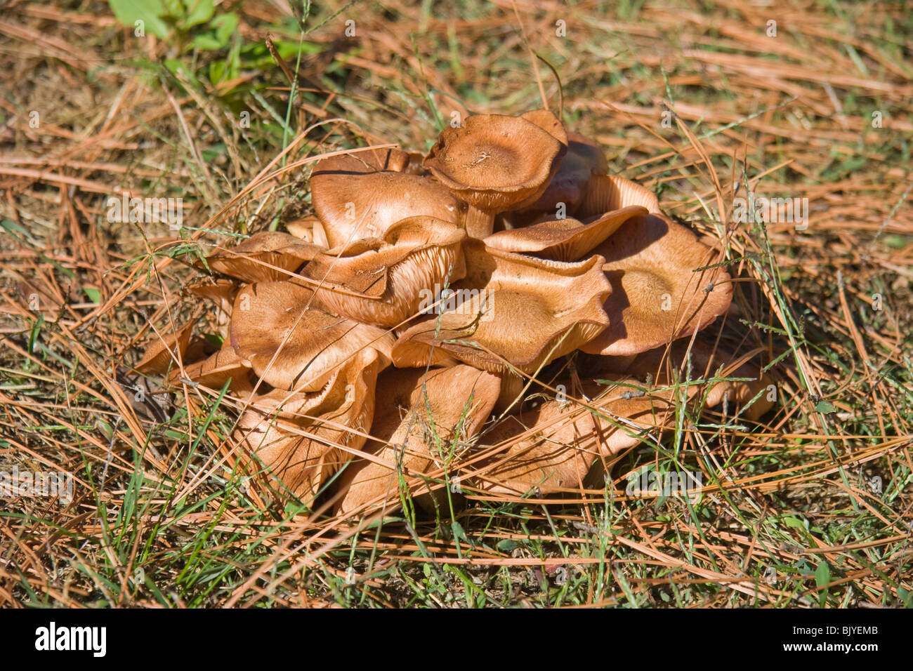 Mushrooms fungi toadstool weird hires stock photography and images Alamy