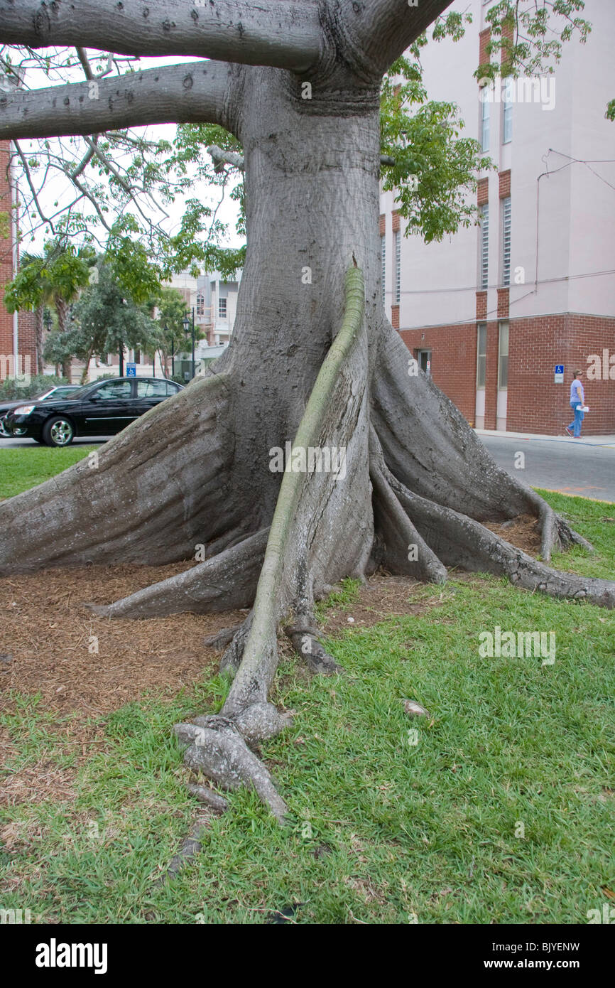 The Kapok Tree, Ceiba pentandra, is also called the Ceiba tree or ...