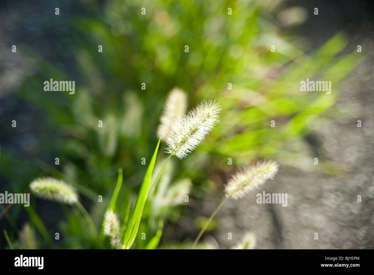 Setaria viridis Stock Photo