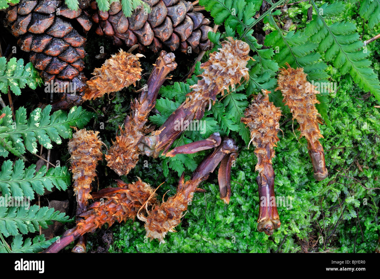 Pine cones from Scots Pine (Pinus sylvestris) stripped by Red squirrel (Sciurus vulgaris) remains of feeding Stock Photo