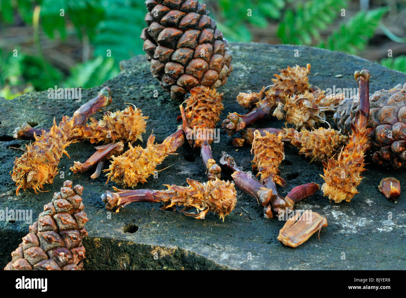 Pine cones from Scots Pine (Pinus sylvestris) stripped by Red squirrel