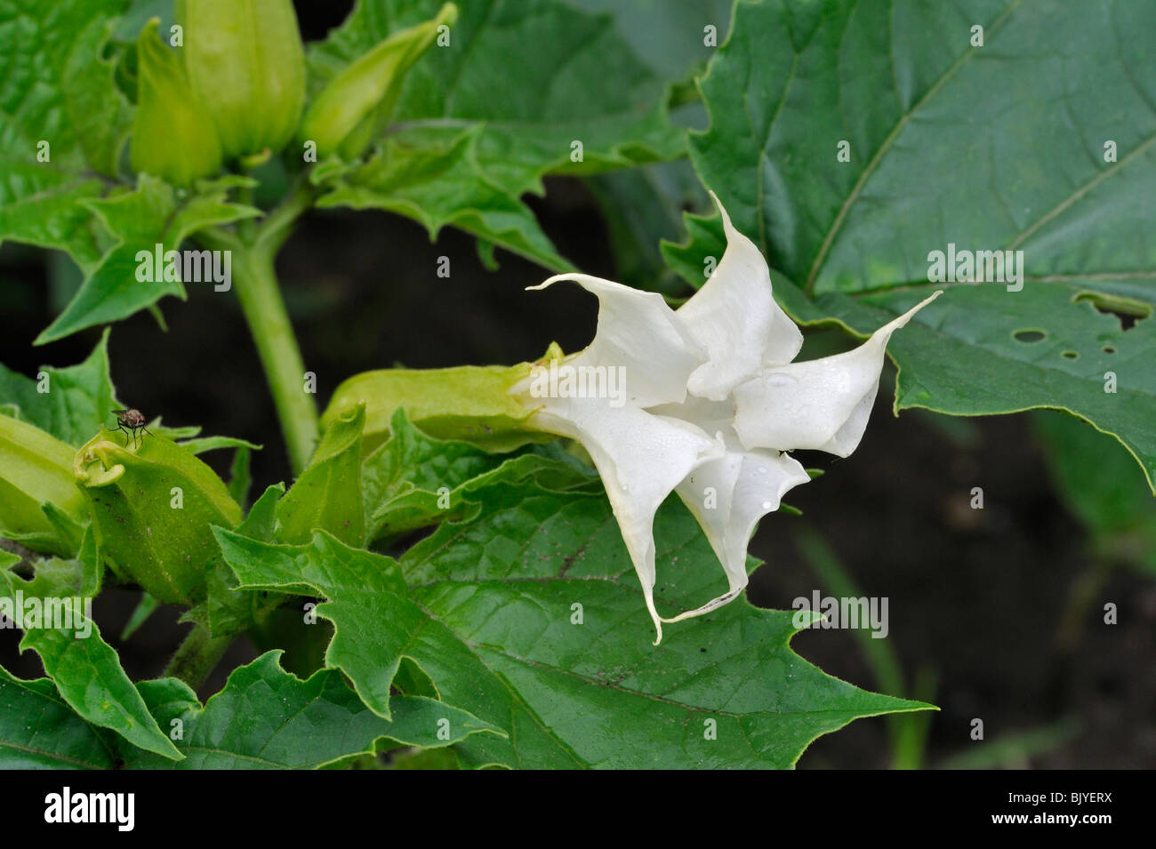 Thorn apple / Jimson weed / Angel's trumpet / Devil's weed (Datura stramonium) in flower Stock Photo