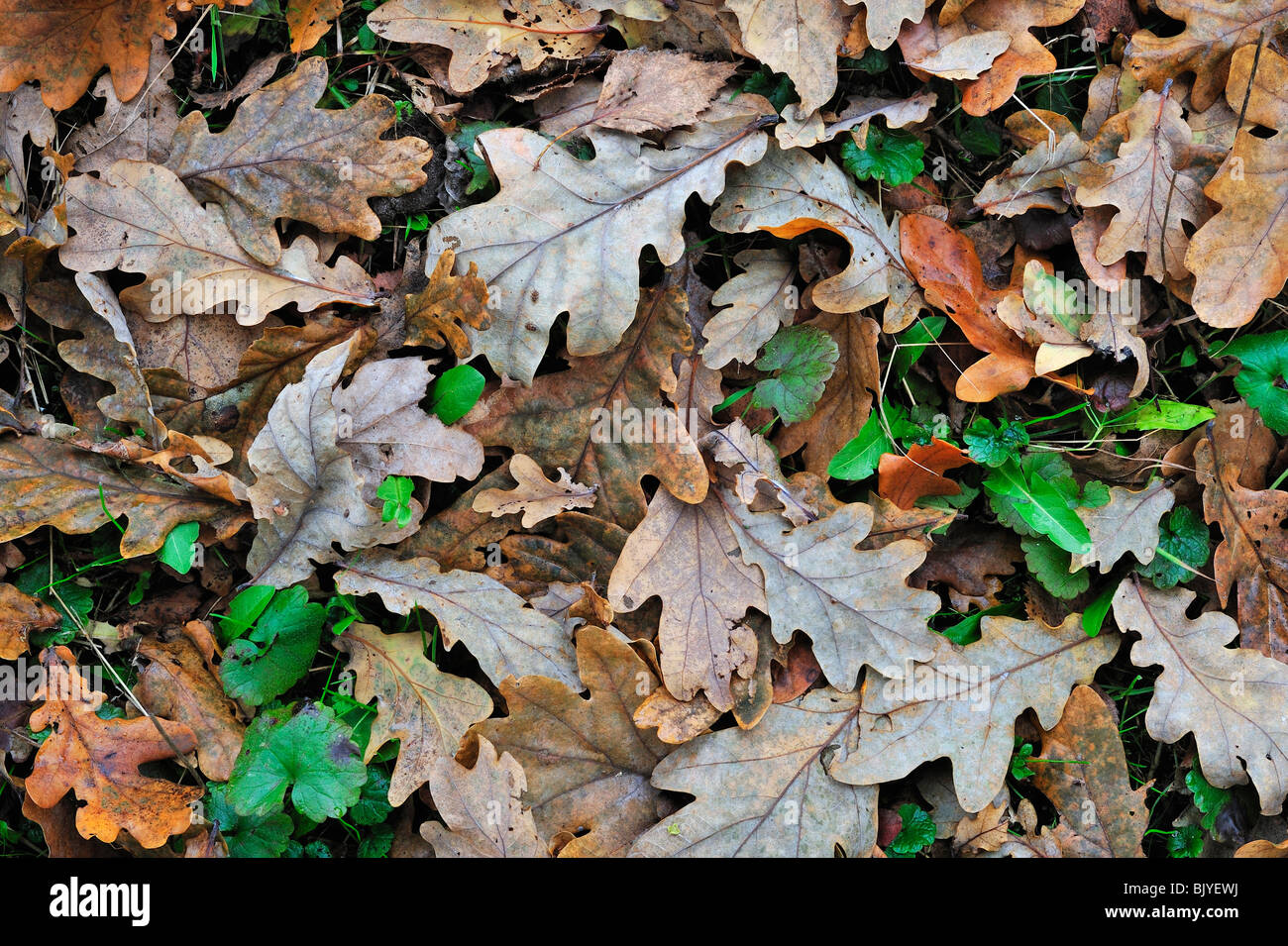 Fallen English / Pedunculate oak (Quercus robur) leaves on the forest ...