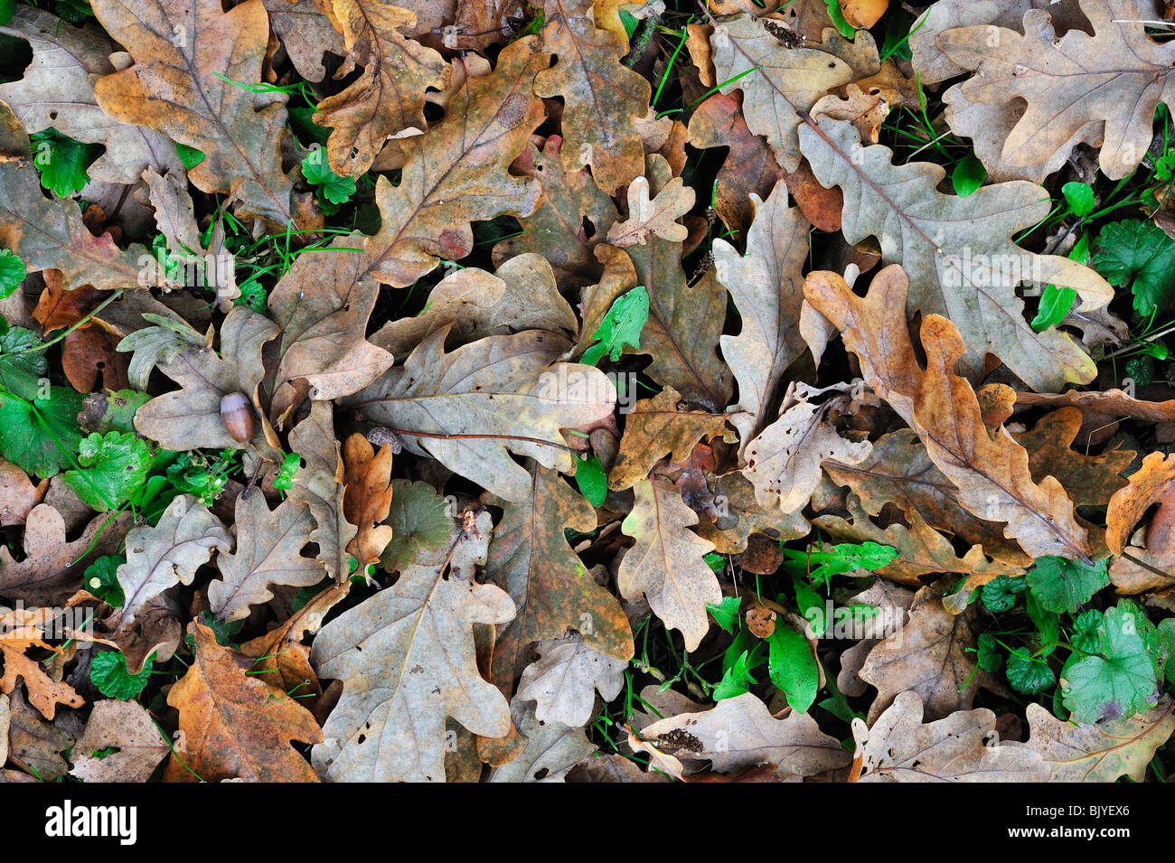 Fallen English / Pedunculate oak (Quercus robur) leaves on the forest ...