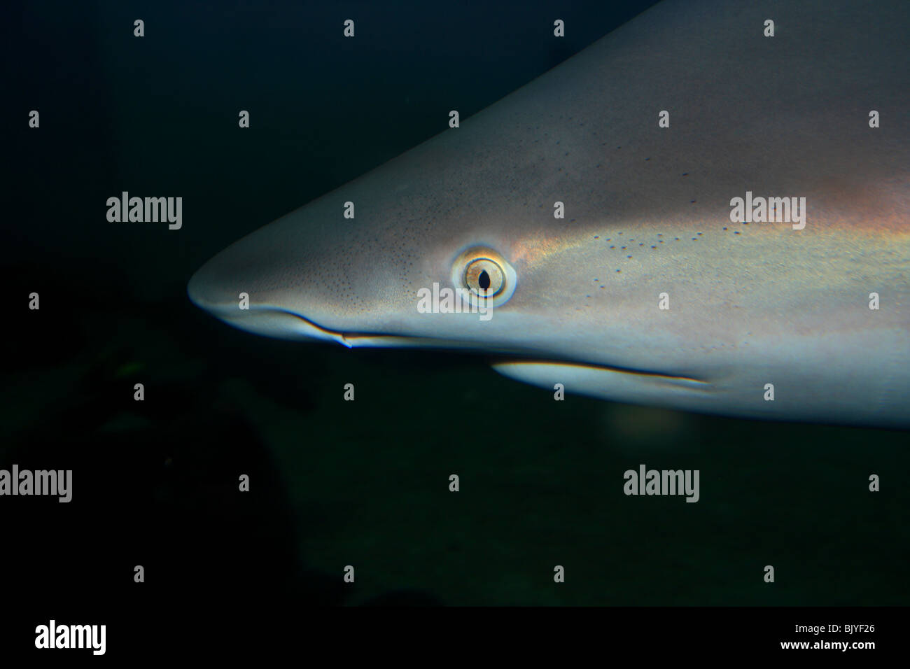 Shark nose hi-res stock photography and images - Alamy