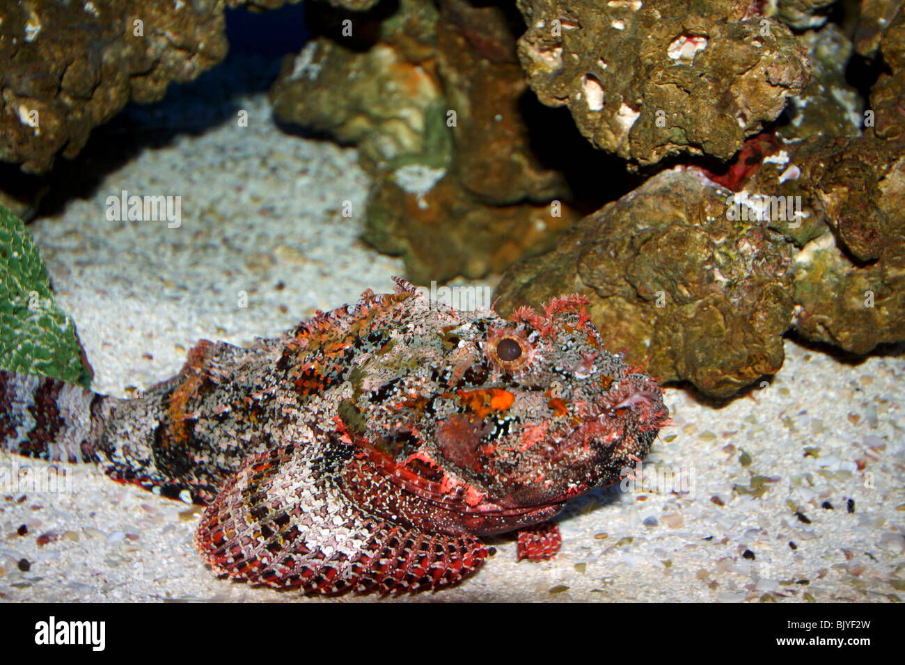 a largescaled scorpionfish lying on the bottom Stock Photo