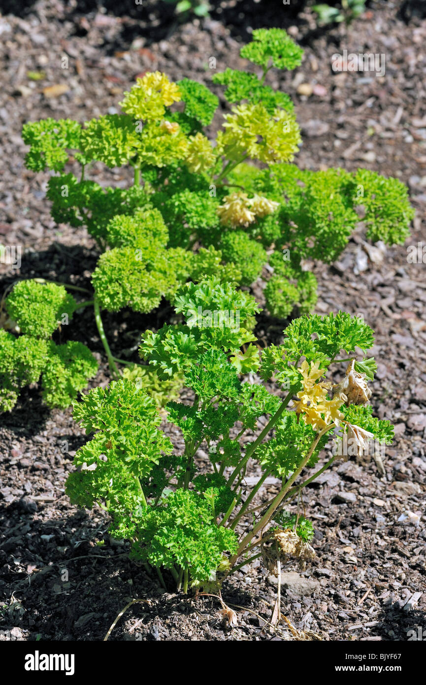 Parsley (Petroselinum crispum) in field, Belgium Stock Photo