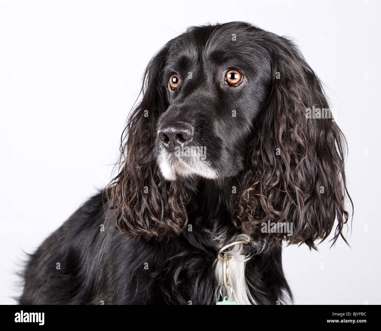 Grey cocker spaniel hi-res stock photography and images - Alamy