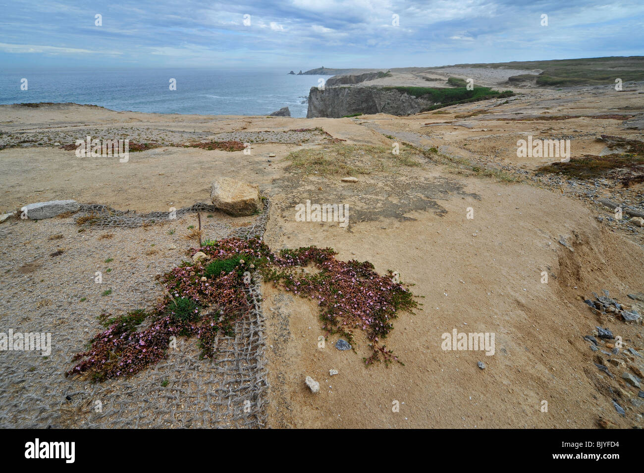 Restoration of trampled vegetation by tourists on top of the sea cliffs at the Wild Coast / Côte Sauvage, Brittany, France Stock Photo