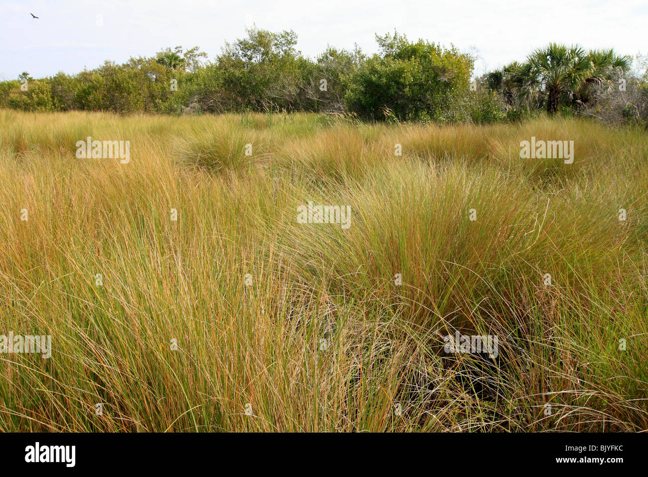a spartina marsh in Ding Darling Wildlife Refuge in Florida USA Stock Photo