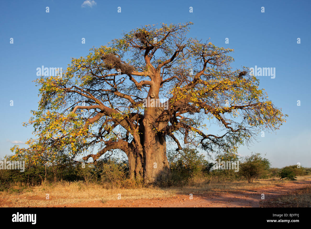 African baobab tree (Adansonia digitata), southern Africa Stock Photo