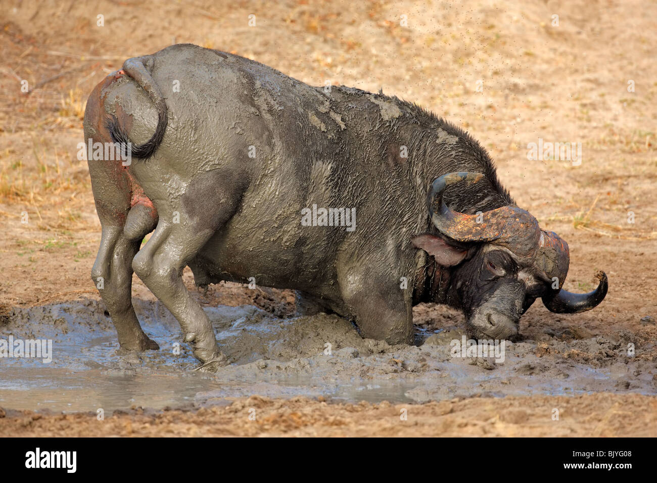 African or Cape buffalo bull (Syncerus caffer) taking a mud bath, Kruger National park, South Africa Stock Photo