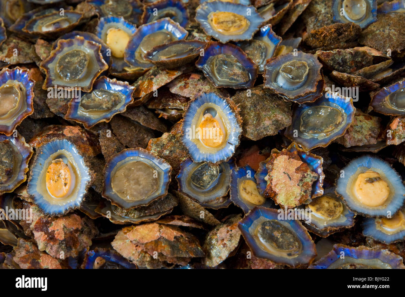 Limpets or Lapas Mercado dos Lavradores covered market for producers of island food Funchal Madeira Portugal EU Europe Stock Photo