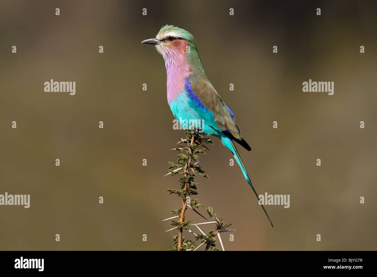 Lilac-breasted roller (Coratias caudata) perched on a branch, South Africa Stock Photo