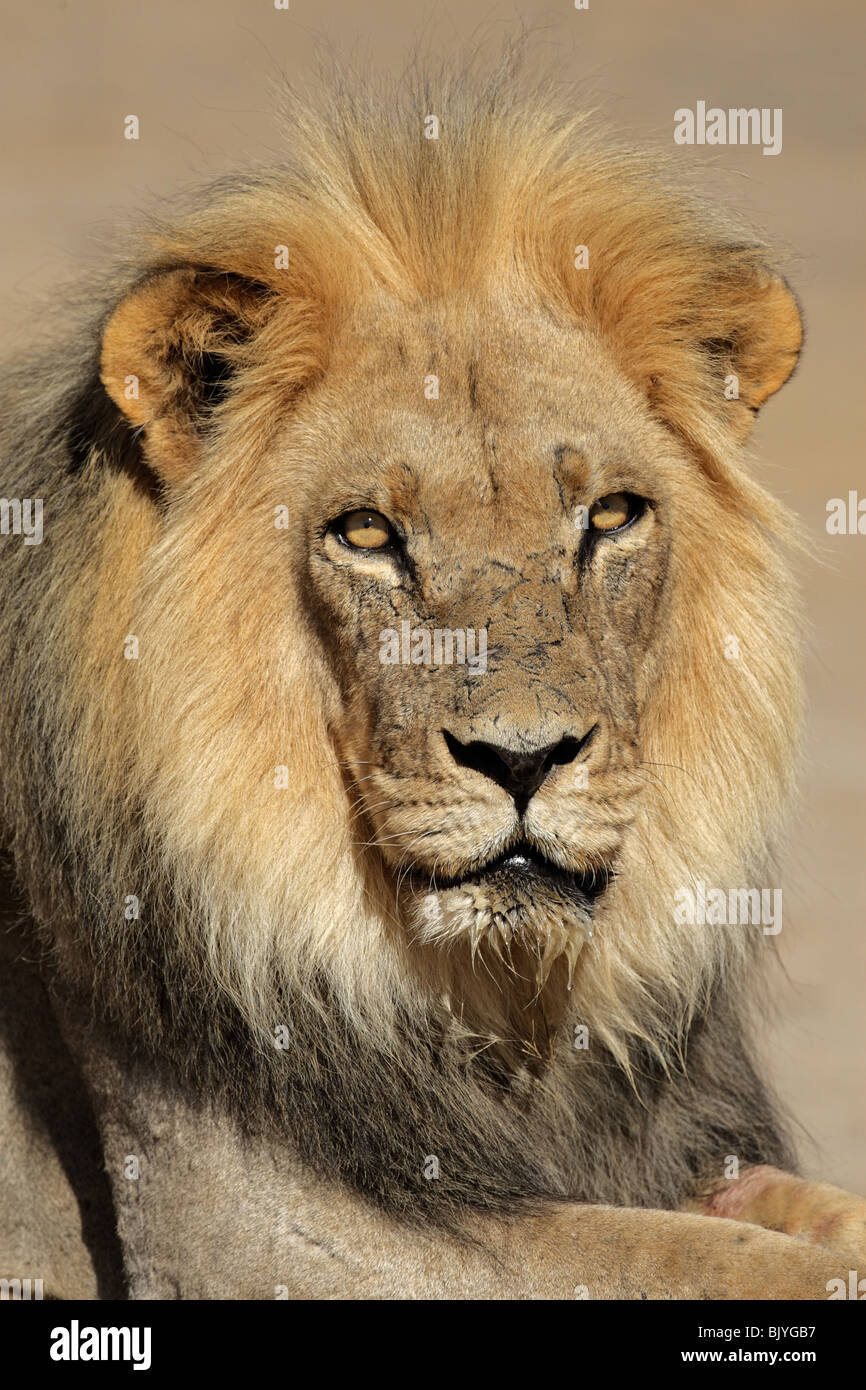 Portrait of a big male African lion (Panthera leo), Kgalagadi Transfrontier Park, South Africa Stock Photo