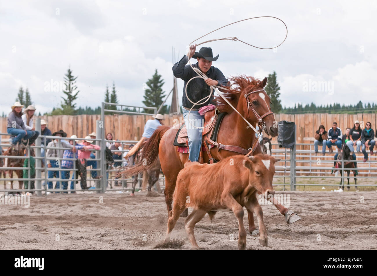 Canada Rodeo Steer Roping Calf roping at the T'suu Tina rodeo, Bragg Creek, Alberta, Canada Stock ...