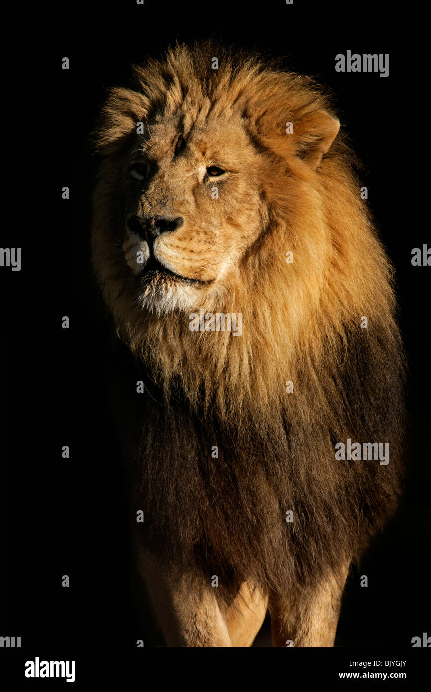 Portrait of a big male African lion (Panthera leo), against a black background, South Africa Stock Photo