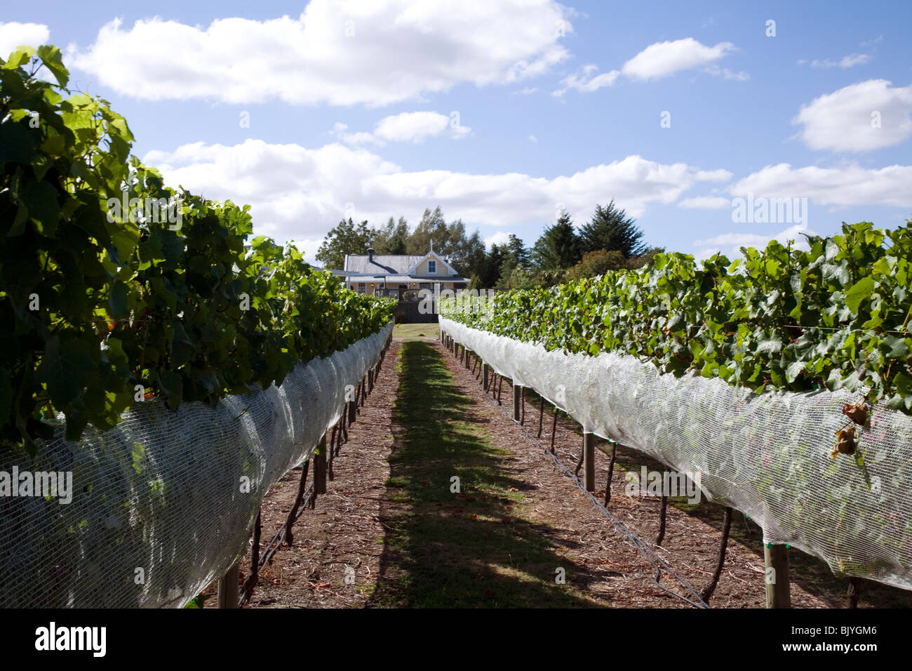 This small vineyard serves a winery and restaurant at Huka Falls Resort near Taupo New Zealand Stock Photo