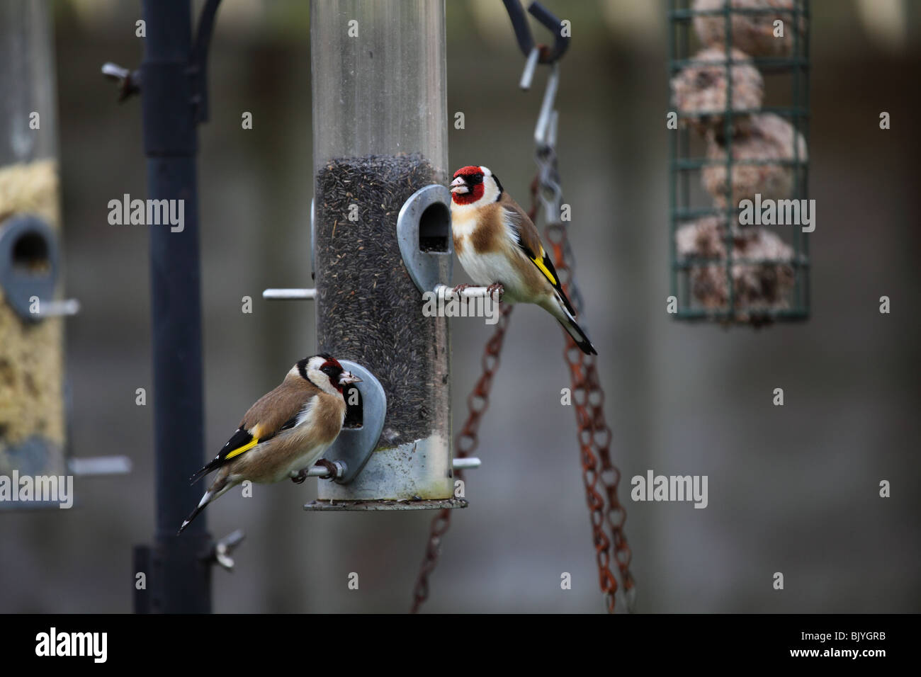 Gold finches feeding. Stock Photo