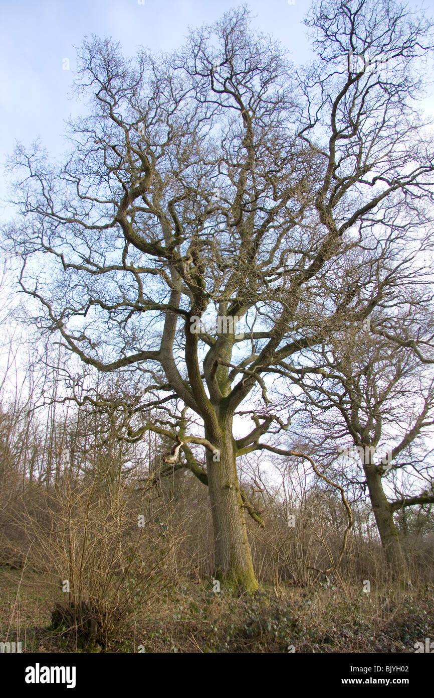 Leafless deciduous tree in winter hi-res stock photography and images ...